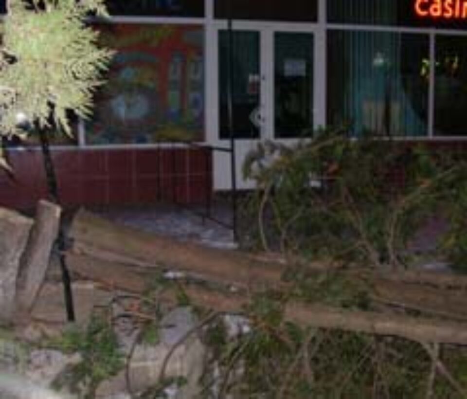 O mie de lei noi pentru tăierea unui arbore ornamental din specia Tuia