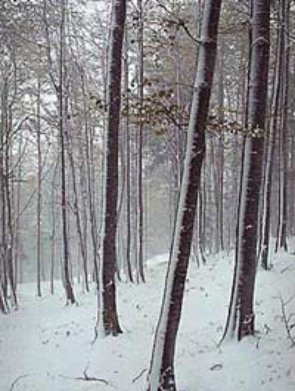 Cei care nu permit înființarea de perdele forestiere de protecție pe terenurile lor vor fi expropriați Cei care nu permit înființarea de perdele forestiere de protecție pe terenurile lor vor fi expropriați