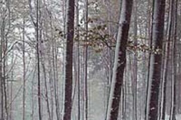 Cei care nu permit înființarea de perdele forestiere de protecție pe terenurile lor vor fi expropriați