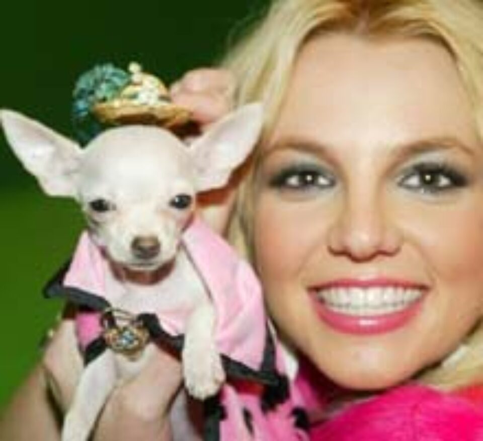 Vedetele și animalele lor