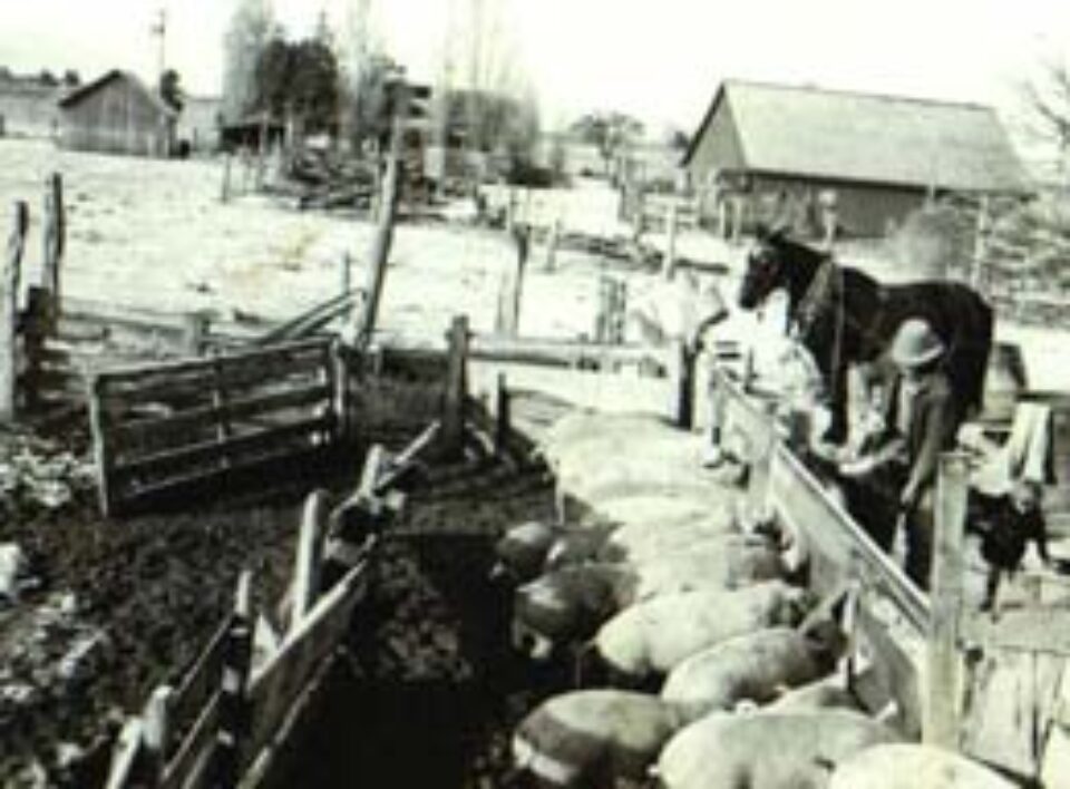 Din presa de altadata Din presa de altadata