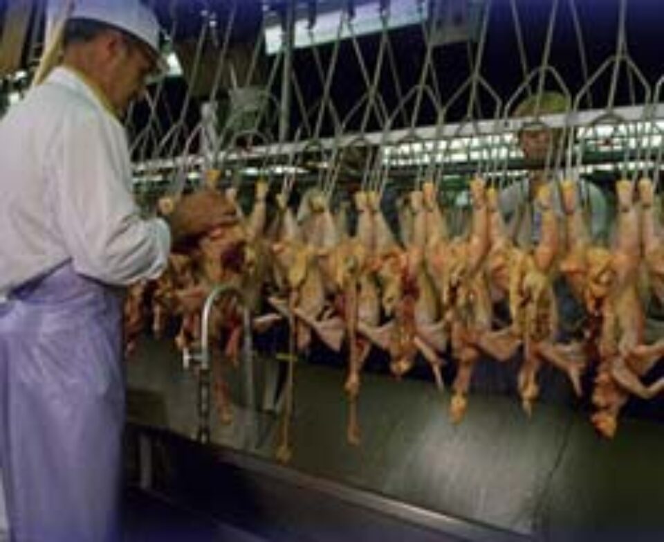 Producătorii interni de carne de pasăre acuză concurența neloială a importurilor
