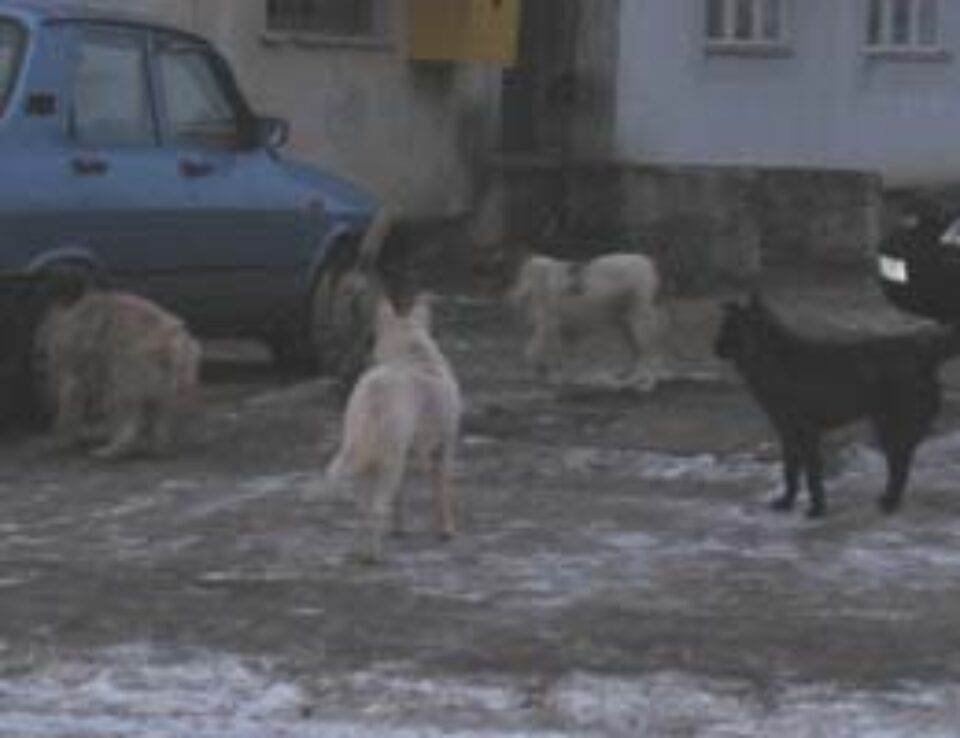 Haitele de câini vagabonzi terorizează locuitorii cartierelor Sucevei