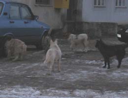 Haitele de câini vagabonzi terorizează locuitorii cartierelor Sucevei