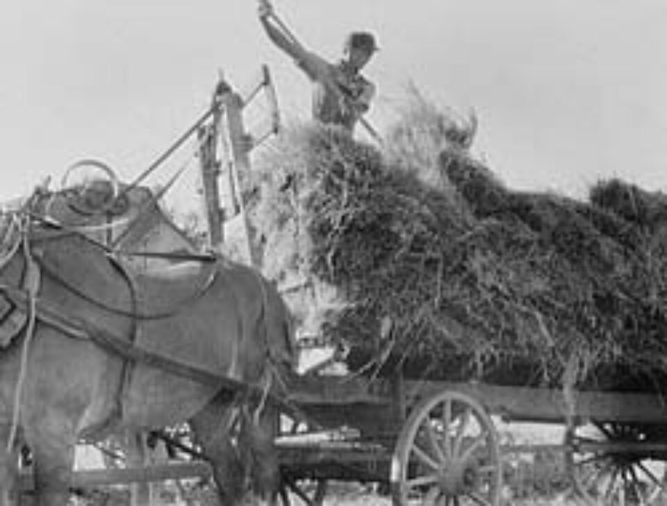 Din presa de altadata