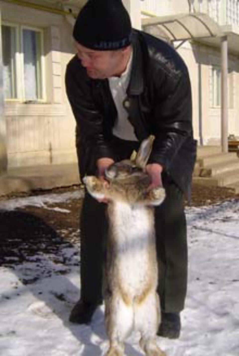 Iepurele unui gospodar din Șcheia dă clasă urechiaților din SUA și Germania Iepurele unui gospodar din Șcheia dă clasă urechiaților din SUA și Germania