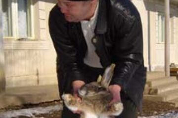 Iepurele unui gospodar din Șcheia dă clasă urechiaților din SUA și Germania