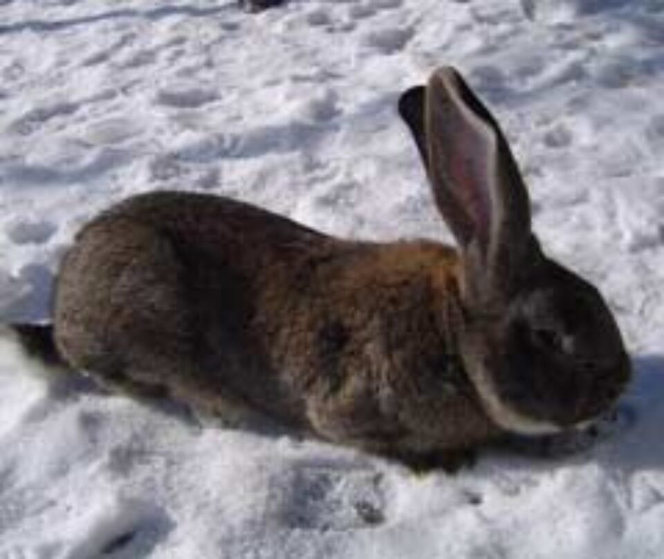 Iepurele unui gospodar din Șcheia dă clasă urechiaților din SUA și Germania