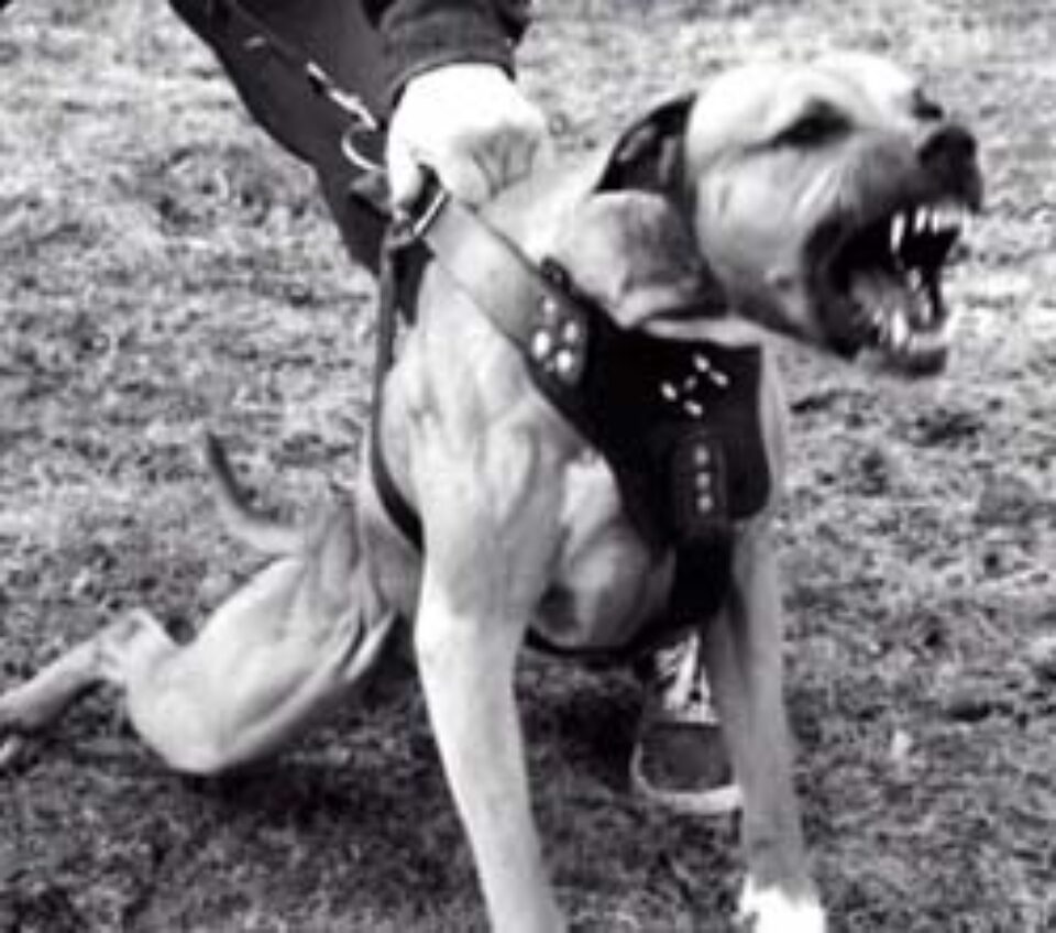 Proprietarii de câini din rase periculoase, somați să-și individualizeze patrupedele prin tatuare sau implant de microcip Proprietarii de câini din rase periculoase, somați să-și individualizeze patrupedele prin tatuare sau implant de microcip