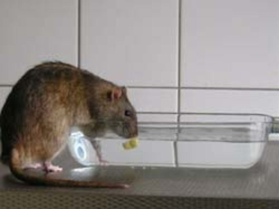 Șobolani în Spitalul Județean Suceava