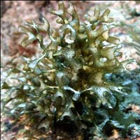 Paradis subacvatic descoperit în Caraibe