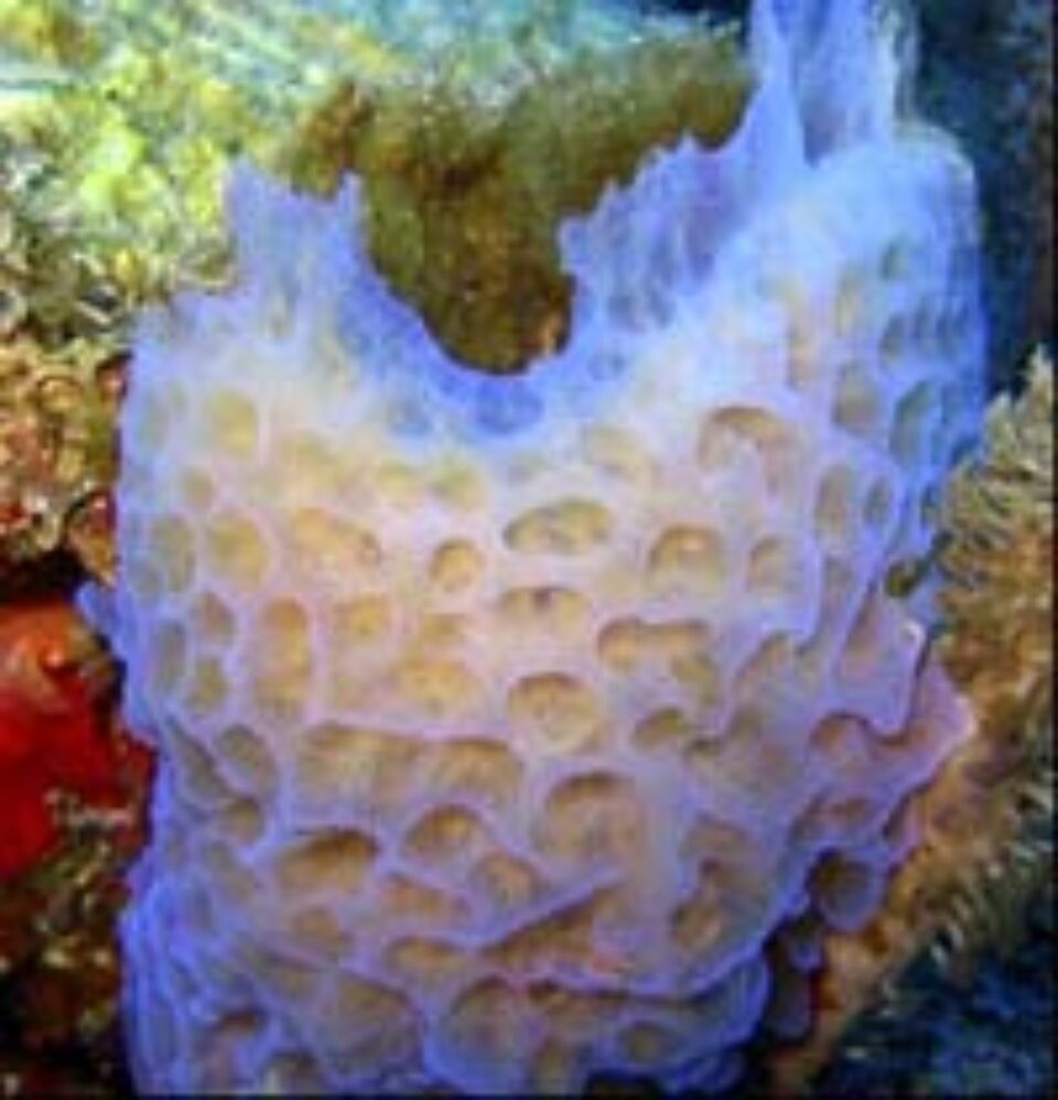 Paradis subacvatic descoperit în Caraibe