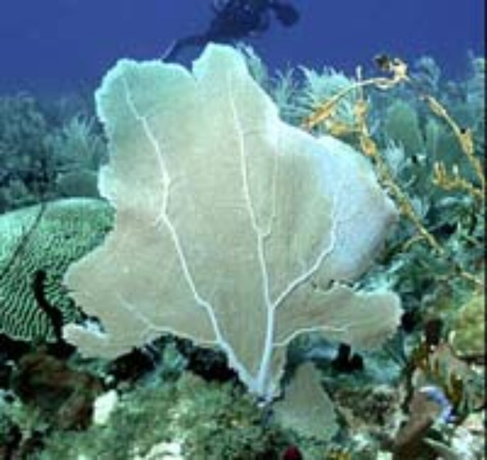 Paradis subacvatic descoperit în Caraibe