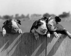 Din presa de altadata