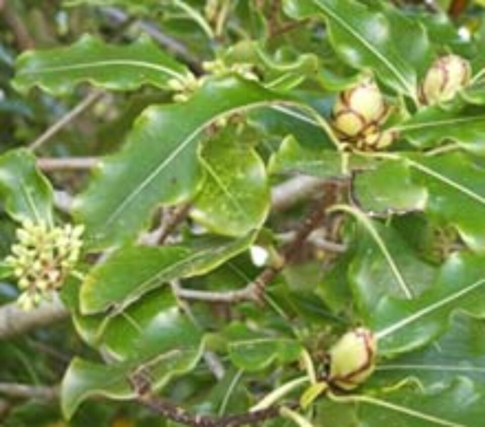 GEMOTERAPIA, UN NOU TRATAMENT NATURIST