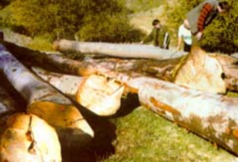 Afaceri de 150 de miliarde, blocate de oprirea exploatării pădurilor revendicate de Fondul Bisericesc