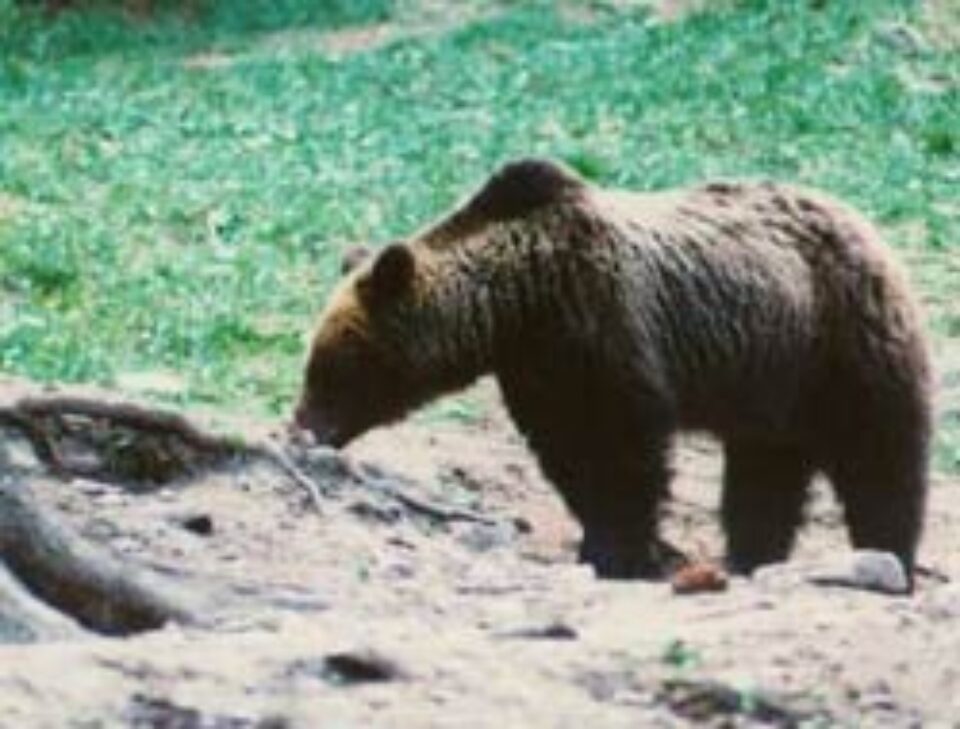 Salamul de căprioară și de urs, delicatese la export Salamul de căprioară și de urs, delicatese la export