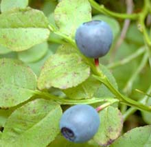 Afinul (Vaccinium myrtillus)