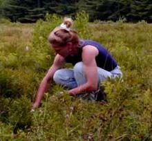 Îndrumări privind modul de recoltare, uscare și utilizare a plantelor medicinale