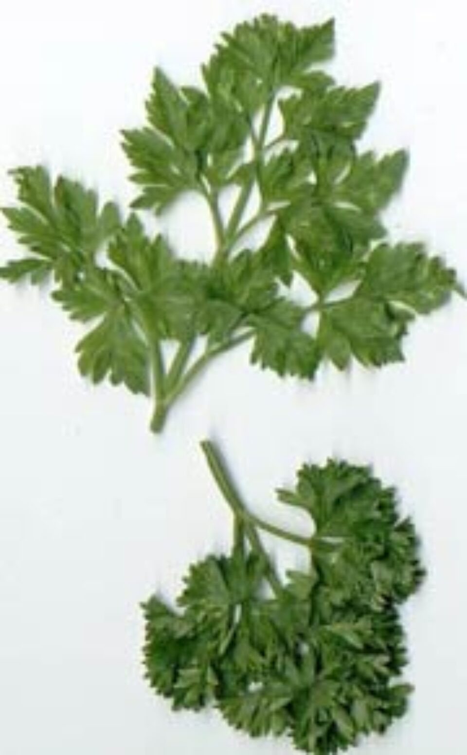 Pătrunjelul - antioxidant și antialergic Pătrunjelul - antioxidant și antialergic