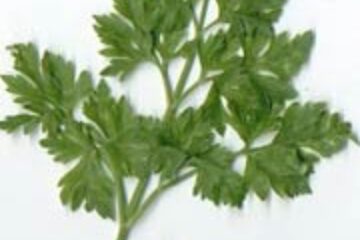 Pătrunjelul - antioxidant și antialergic