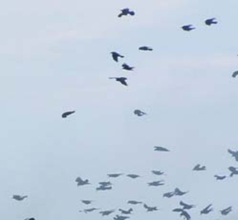 Ciorile din Suceava, vor fi speriate cu țipete de alarmă Ciorile din Suceava, vor fi speriate cu țipete de alarmă