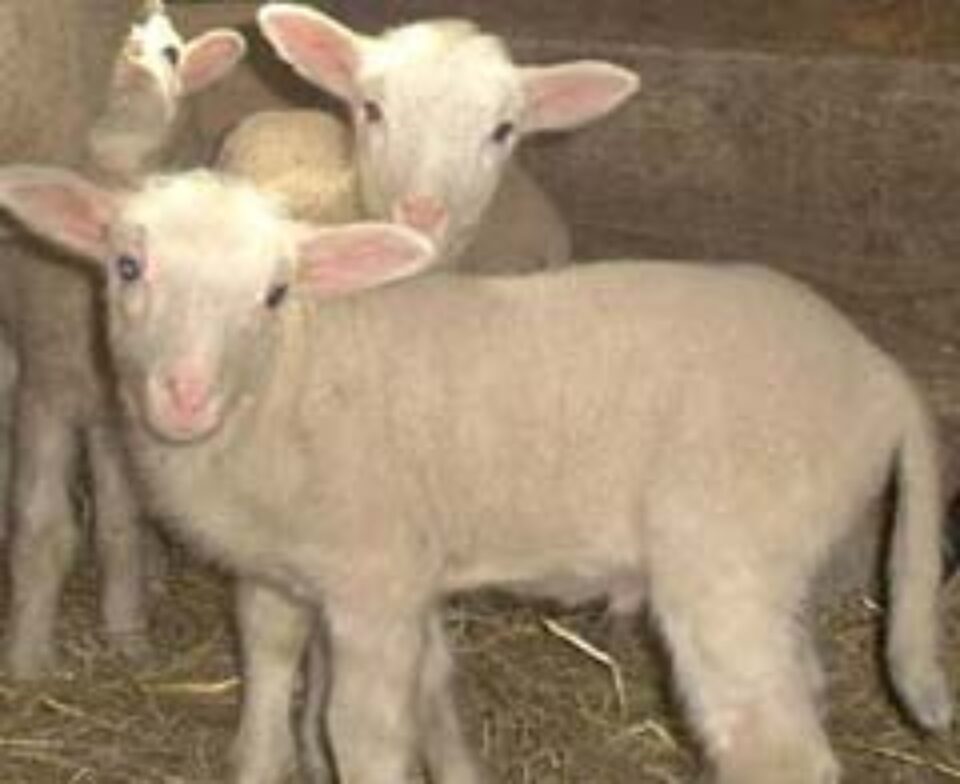 Din presa de altadata