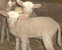 Din presa de altadata