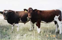 Din presa de altadata