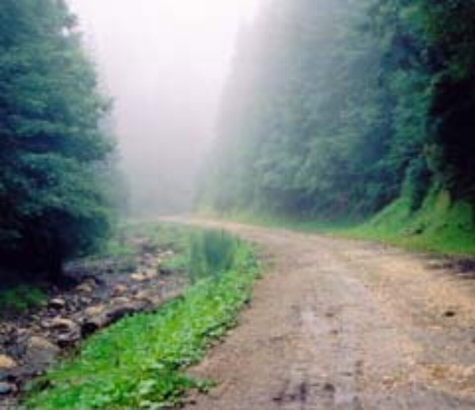 Fonduri europene pentru silvicultorii suceveni