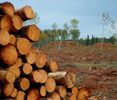 30 de hectare de pădure puse la pământ la Voroneț de hoții de lemne