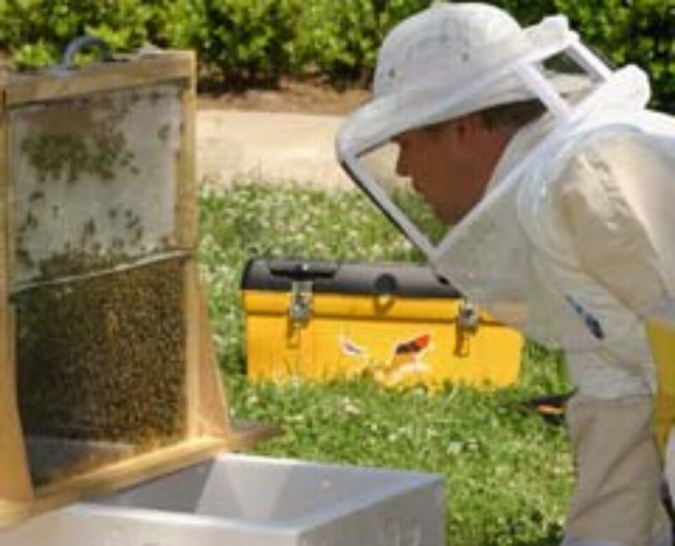 Apicultorii suceveni, falimentați de chinezi și argentinieni