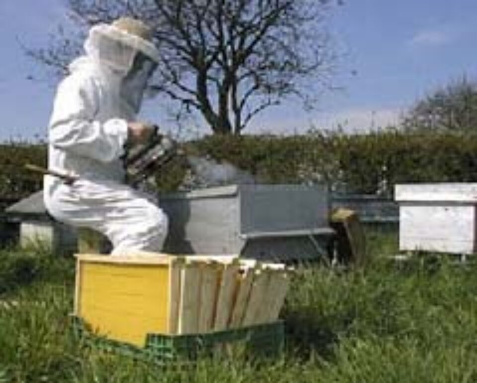 Apicultorii suceveni, falimentați de chinezi și argentinieni