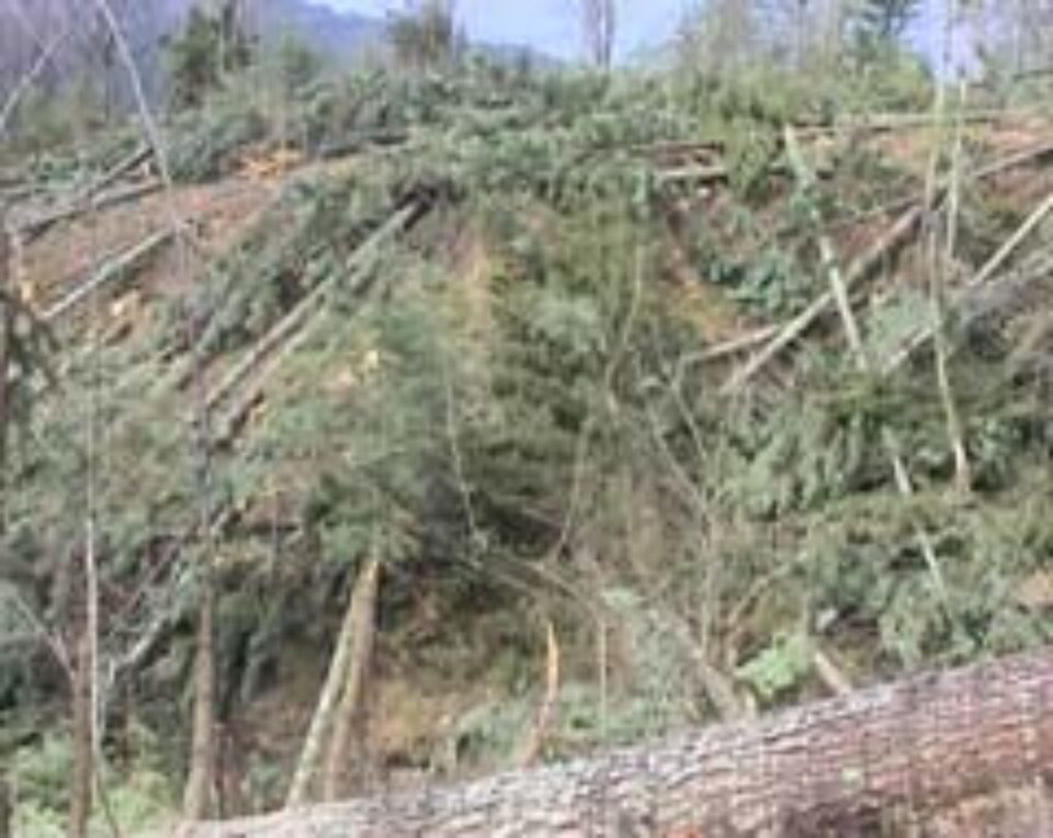 Acuzat că și-a defrișat propria pădure Acuzat că și-a defrișat propria pădure