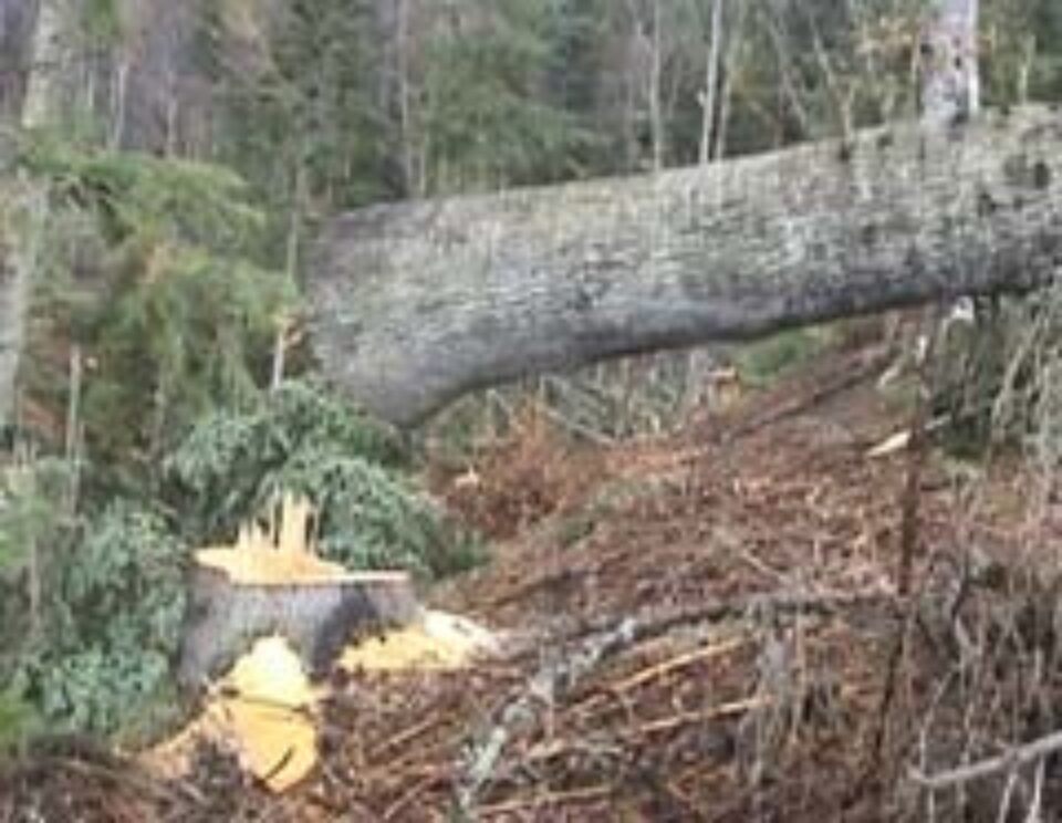 Acuzat că și-a defrișat propria pădure