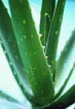 Secretele naturiste ale plantei Aloe Vera