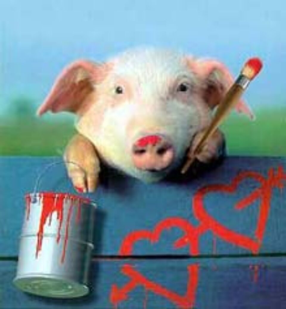 Porcul - un animal care nu își merită reputația proastă