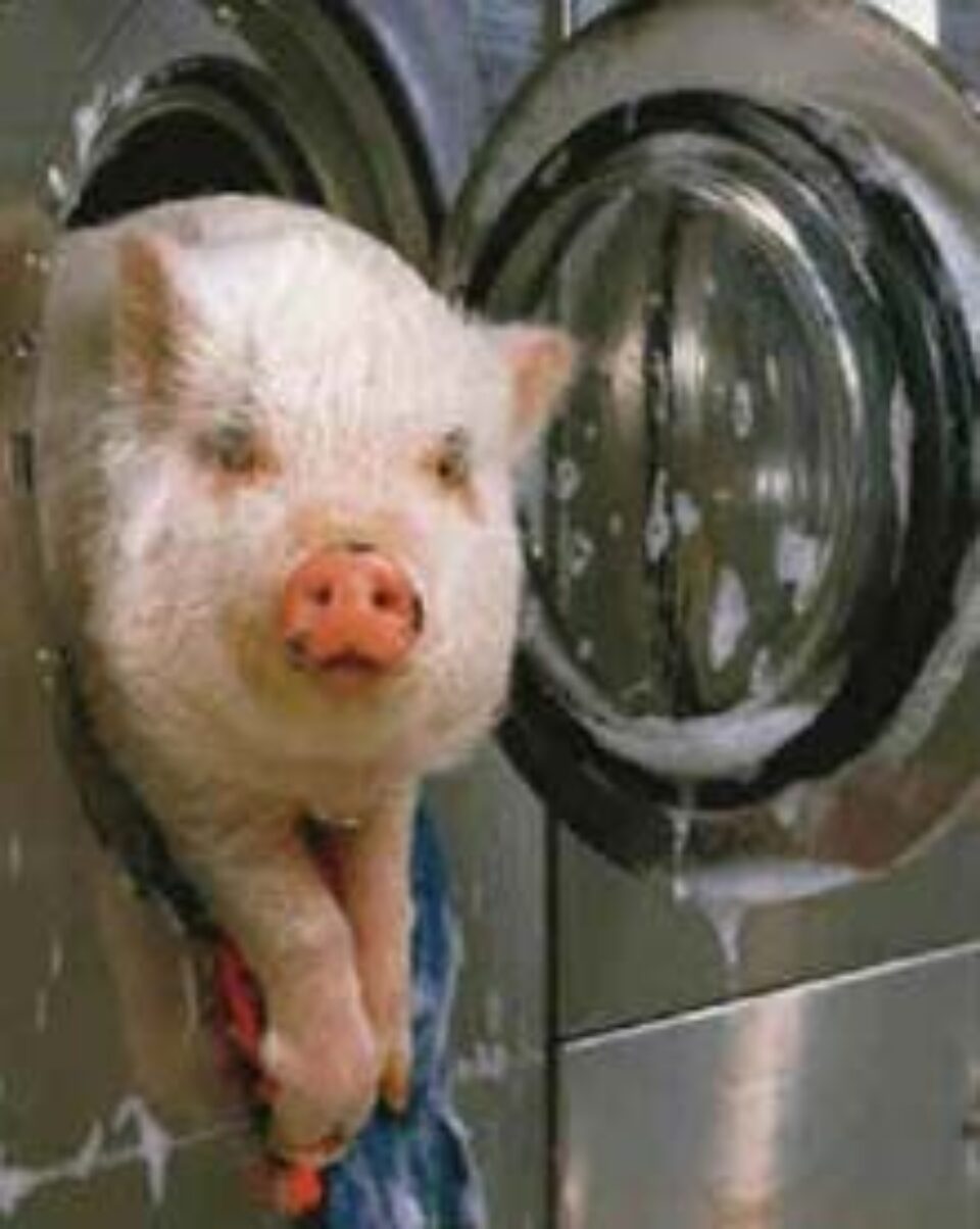 Porcul - un animal care nu își merită reputația proastă