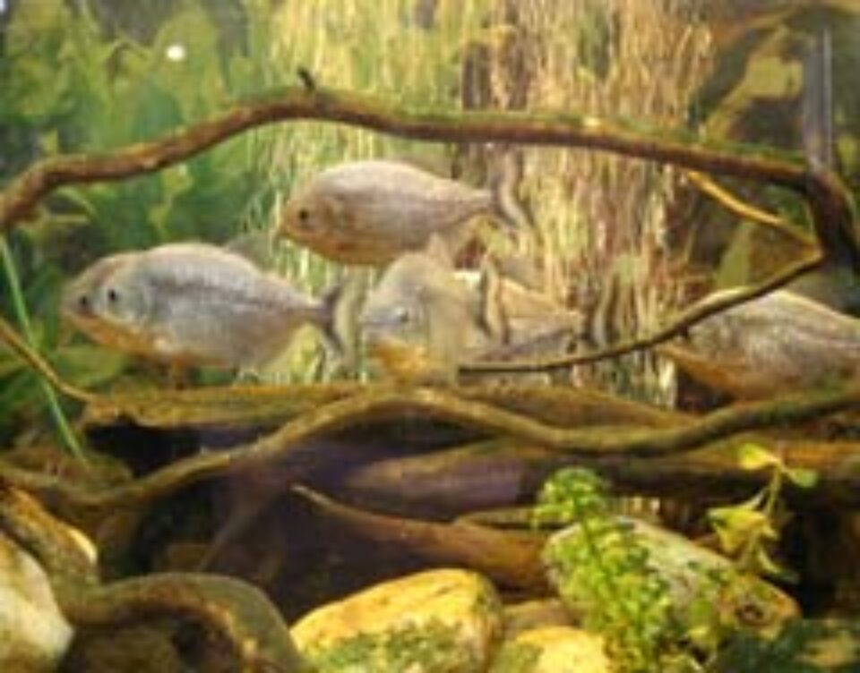 Bonsai, cactuși, hamsteri, iguane, chinchile, la Muzeul de Științele Naturii Suceava