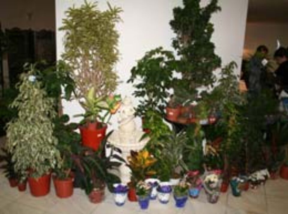 Bonsai, cactuși, hamsteri, iguane, chinchile, la Muzeul de Științele Naturii Suceava
