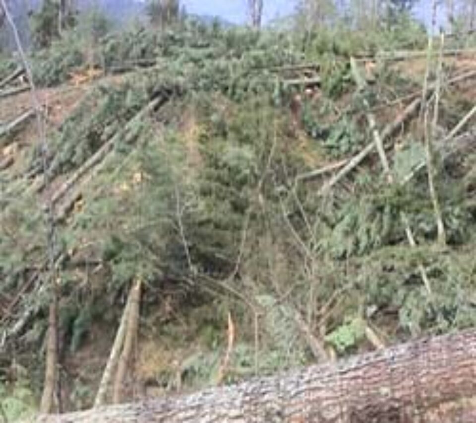 Retrocedările au semnat “condamnarea la moarte” a pădurilor Sucevei