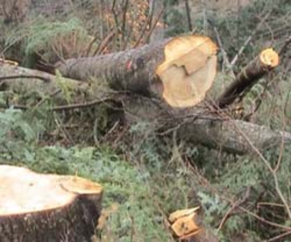 Retrocedările au semnat “condamnarea la moarte” a pădurilor Sucevei