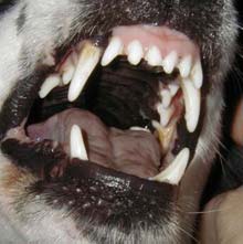 Din presa de altadata