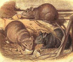 Din presa de altadata