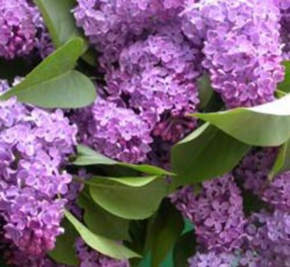 Remedii de sezon – Liliacul Remedii de sezon – Liliacul