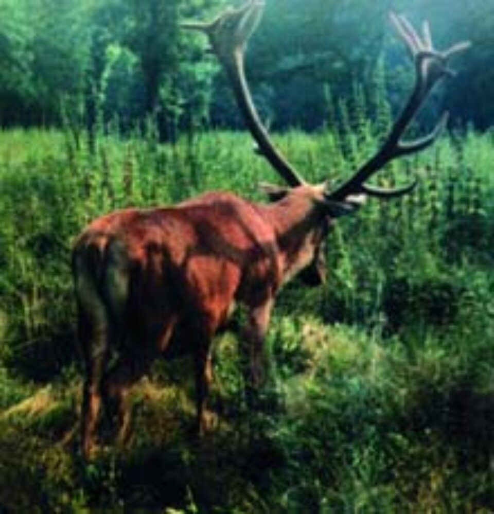 Tarifele de vânătoare vor “găuri” buzunarele vânătorilor români Tarifele de vânătoare vor “găuri” buzunarele vânătorilor români