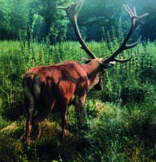 Tarifele de vânătoare vor “găuri” buzunarele vânătorilor români