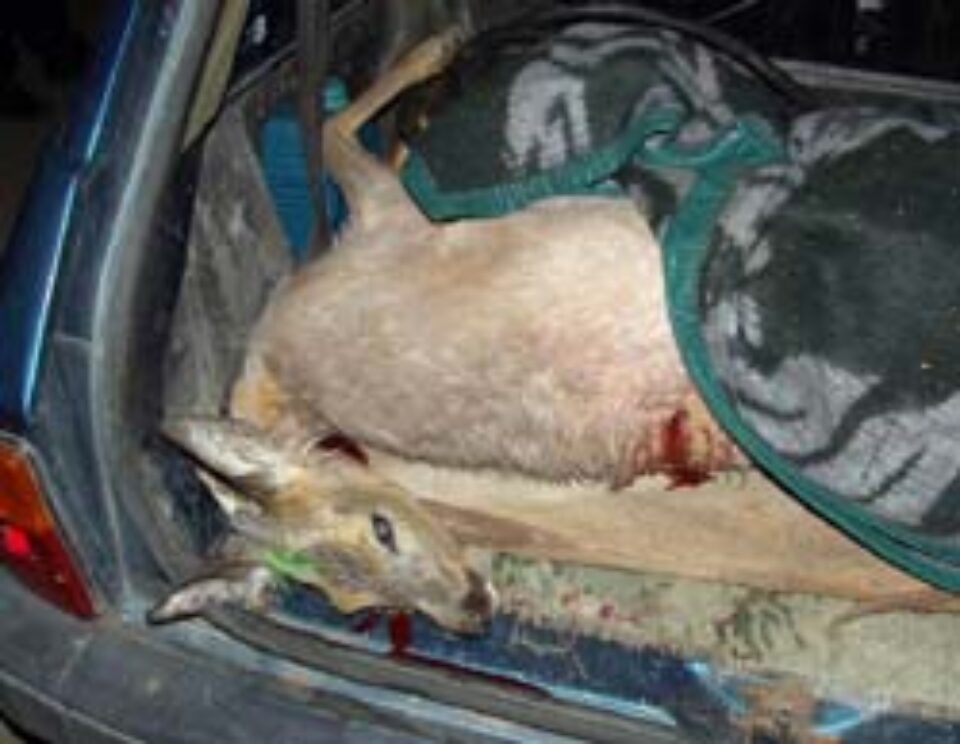 Inginer silvic cercetat penal pentru braconaj Inginer silvic cercetat penal pentru braconaj