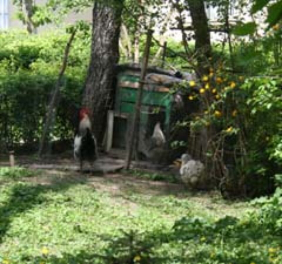 Ferme avicole printre blocurile din Suceava Ferme avicole printre blocurile din Suceava