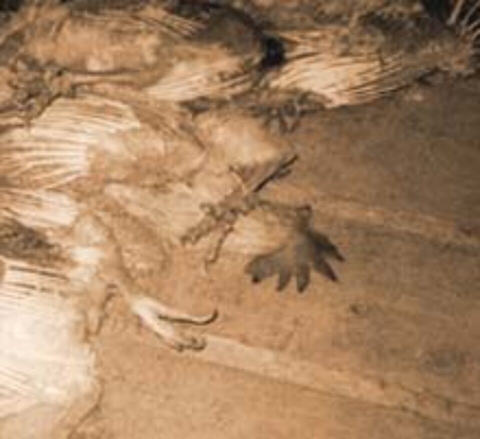 Sute de găini moarte în gospodăriile localnicilor din Todirești